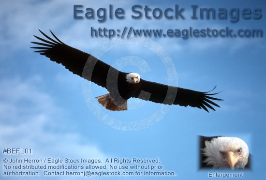 In-flight bald eagle photo,  proud eagle soaring high.